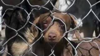 COMPASSION WITHOUT BORDERS YEAR END REPORT VIDEO