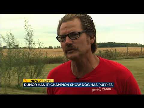 Championship show dog Rumor has puppies