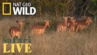Safari Live - Day 140 | Nat Geo Wild Safari Live - Day 140 | Nat Geo Wild
