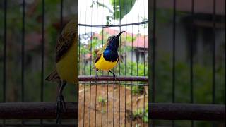 Download lagu Suara cuit cuit burung sogon suara pikat sogon #sogonnembakpanjang #pancingansogokotong #birds mp3 Download lagu Suara cuit cuit burung sogon suara pikat sogon #sogonnembakpanjang #pancingansogokotong #birds mp3