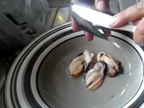 download lagu mp3 mp4 How To Shell, download lagu How To Shell gratis, unduh video klip How To Shell