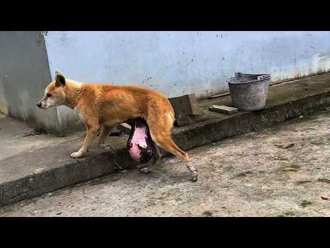 Sick dog with abdominal mass