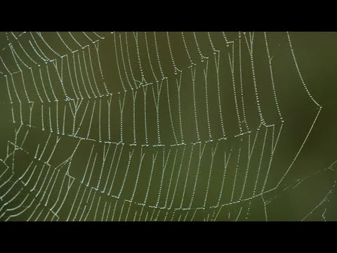 The Science of Spider Webs | WPBS Weekly: Inside the Stories