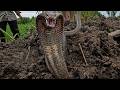Braving the rain, they hunted down and rescued farmers working in the fields from venomous snakes.
