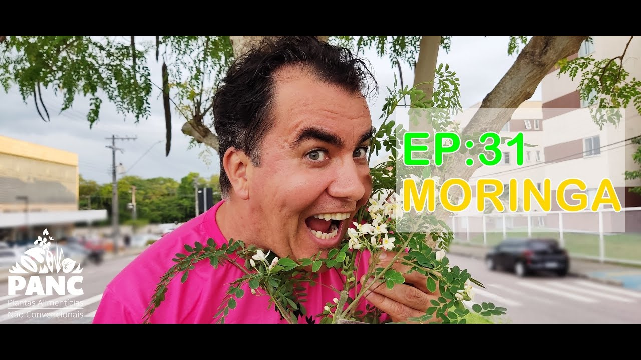 EPISÓDIO 31 - MORINGA | #pancnaveia #valdelykinupp
