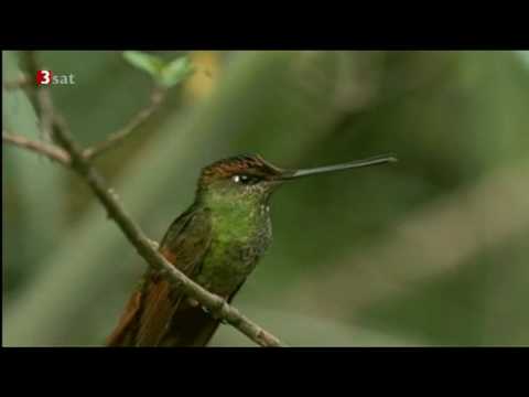 Kolibris im Anden-Nebelwald