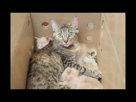 Feline Surrogate Super-Mom Takes Care of Three Litters of Kittens at Once