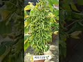 Rbs 1135 Soybean Kisan Farmer Youtubeshorts Status Shorts Viral