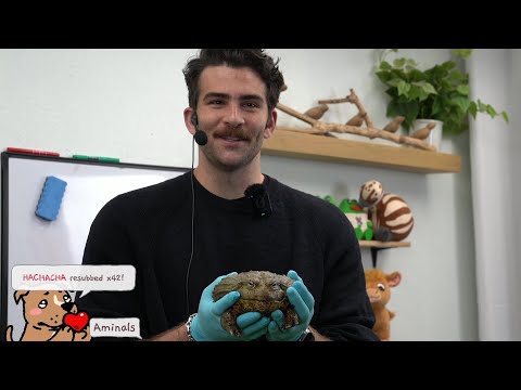 1/2 HasanAbi January 26, 2024 – IRL at the Alveus Animal Sanctuary with Maya Higa in Texas