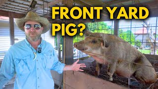 How to Raise Pigs in a Small Space: No Smell Pig Pen