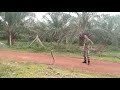 brave army catch king cobra