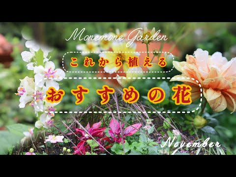 夏にきれいな花を咲かせるには、3月にどの球根花を植えるべきですか?  庭園