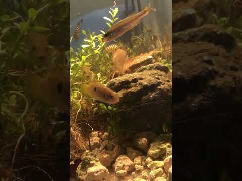 Brackish aquarium Best of both Worlds? Keep FRESH and SALTWATER Fish