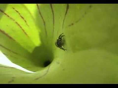 Jumping Spider Tries to Escape Pitcherplant