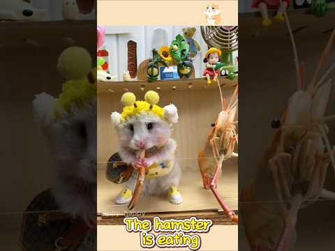 #Fyp #Hamster #Hamsters #Hamstersoftiktok #Thehamsterstation #Pet1