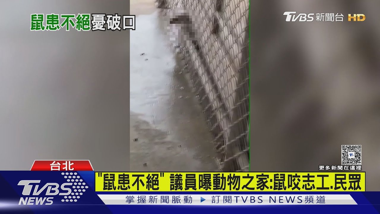 北市內湖動物之家「鼠」亂竄、「咬志工」 議員:恐成漢他病毒破口