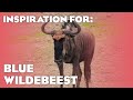 8 Real Blue Wildebeest Habitats Planet Zoo Inspiration