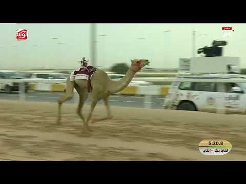 ش 7 (الظبي) لـ سلطان مطر سلطان بن شميل الكتبي 7:30:88 , مهرجان ختامي الشحانية 2026/04/21 لقايا