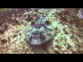 Picture taken during the dive