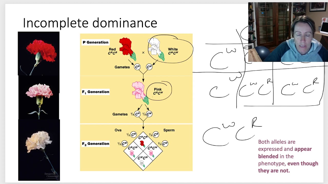 Understanding Incomplete Dominance in Genetics | Galaxy.ai