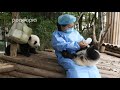 Nanny Mei feeding baby panda