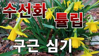 [텃밭농부.833]  수선화 튤립 구근 파종방법