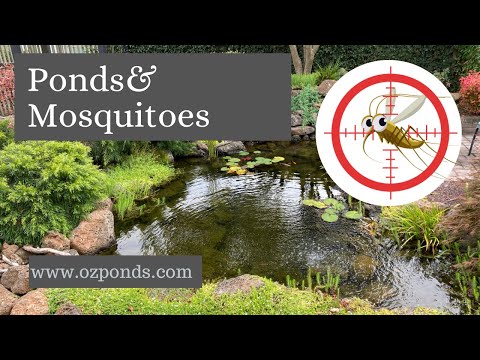 Does a backyard pond attract mosquitoes