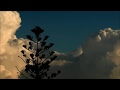 Pat Metheny (Dreaming trees)    パット・メセニー（夢の木）