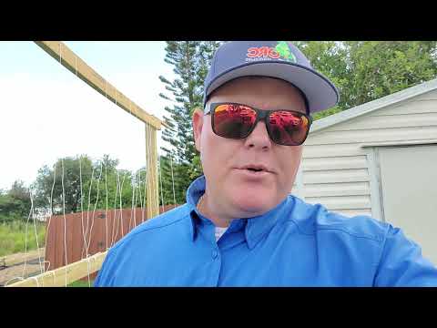 How to water your container tomato plants