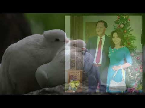 Lưng chừng - Minh Thu