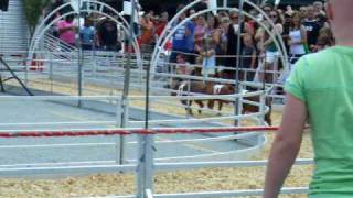 preview picture of video 'Pig Racing at the 2010 Ohio State Fair'