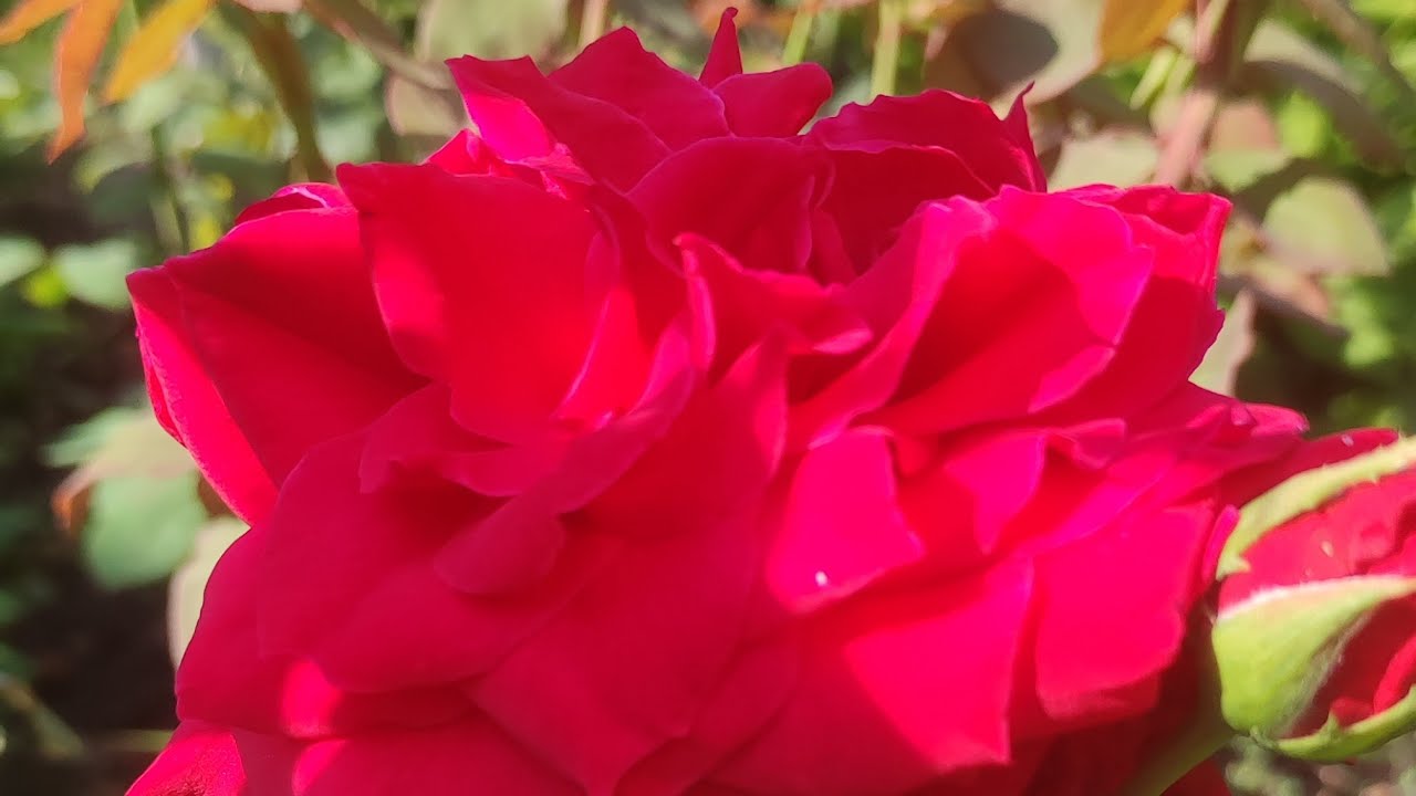 Роза &quot;Сатчмо&quot;. Правильная обреза и подкормка залог активного и продолжительного цветения розы