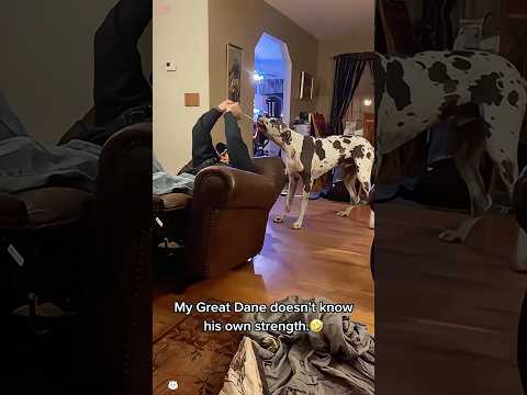Funny great dane #haha #funny #funnyvideo #dog