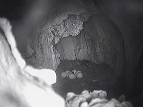 Barn Owlet about to hatch tweets inside egg
