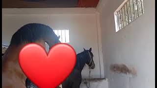 اليوم العرس في المزرعة تابعوا معنا acasalamento de cavalos