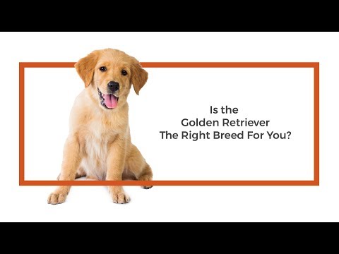 Golden Retriever Breed Video
