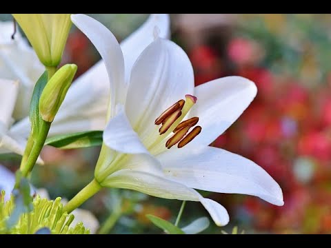 COMO SE DICE LIRIO EN INGLÉS