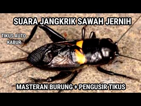 SUARA JANGKRIK SAWAH JERNIH