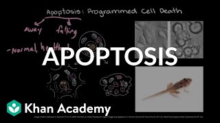 Apoptosis | Cell division | Biology | Khan Academy