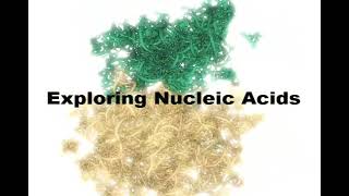 Exploring Nucleic Acids