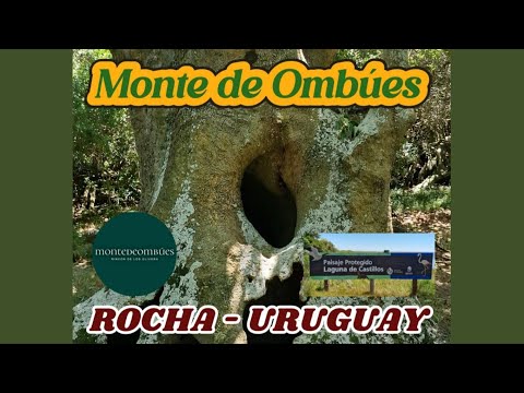 Monte de Ombúes - Rocha (agrupación más grande del mundo)
