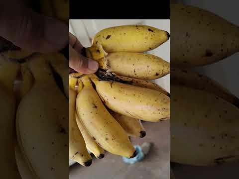 Banana Maça de Uruaçu GO