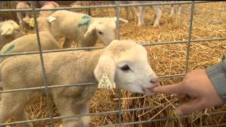 Lamb Farmers Offers Tours Of Animal Nursey