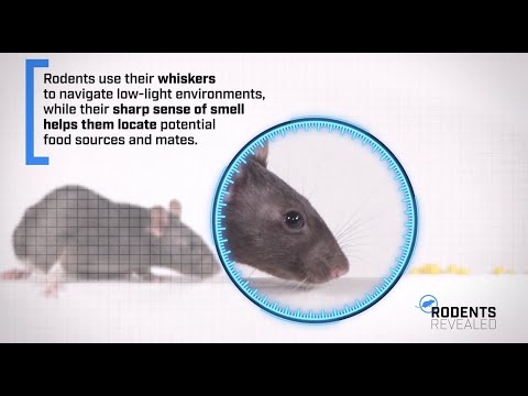 Rodents: From Head to Tail