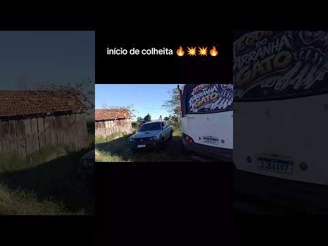 COLHEITA DE MANDIOCA 24 HORAS! 🚨 Equipe Nota 10 em Oscar Bressane/SP 🚜🔥