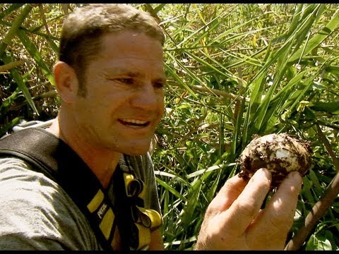 BBC Earth Deadly 60 video of a saltwater crocodile guarding her nest