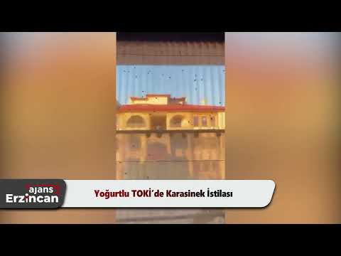 Yoğurtlu TOKİ’de Karasinek İstilası