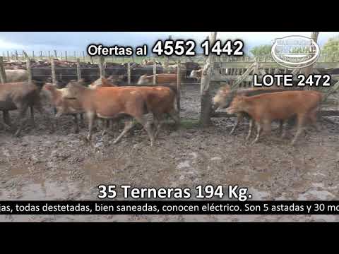 Lote 35 Terneras 9 HE c/  RA,  8 AA c/  NO,  6 HE,  4 NO,  2 CH c/  NO,  1 HE c/  CH,  1 AA,  1 NO c/  HE,  1 NO c/  AA,  1 CH y 1 Braman 194kg -  en El Chileno - a 9 km de Palo Solo