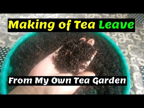download lagu mp3 mp4 How To Make Tea Leaves From Fresh Leaves, download mp3 How To Make Tea Leaves From Fresh Leaves free download, download mp3 How To Make Tea Leaves From Fresh Leaves