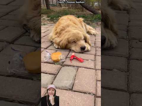 aku tidak mau makan sebelum ibu sadar #shorts #dogs